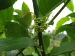 Celtis spinosissima (46)