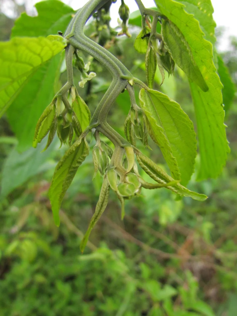 Celtis spinosissima (42)
