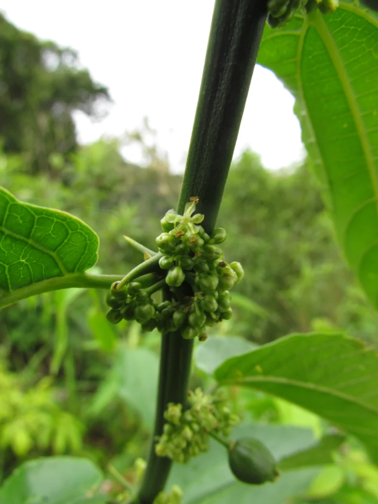 Celtis spinosissima (39)