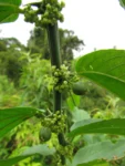 Celtis spinosissima (38)