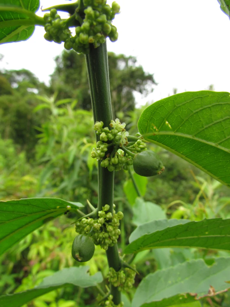 Celtis spinosissima (38)