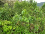 Celtis spinosissima (37)