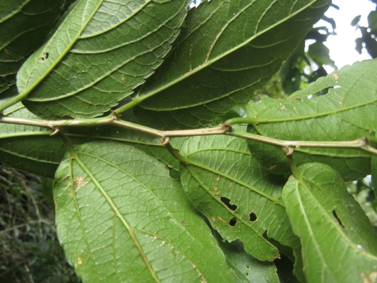 Celtis spinosissima (35)