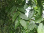 Celtis spinosissima (32)