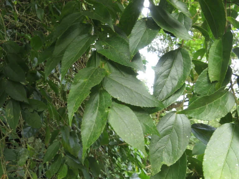 Celtis spinosissima (32)