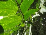 Celtis spinosissima (31)