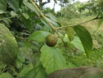 Celtis spinosissima (28)