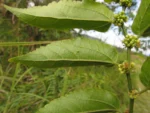 Celtis spinosissima (25)