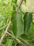 Celtis spinosissima (23)