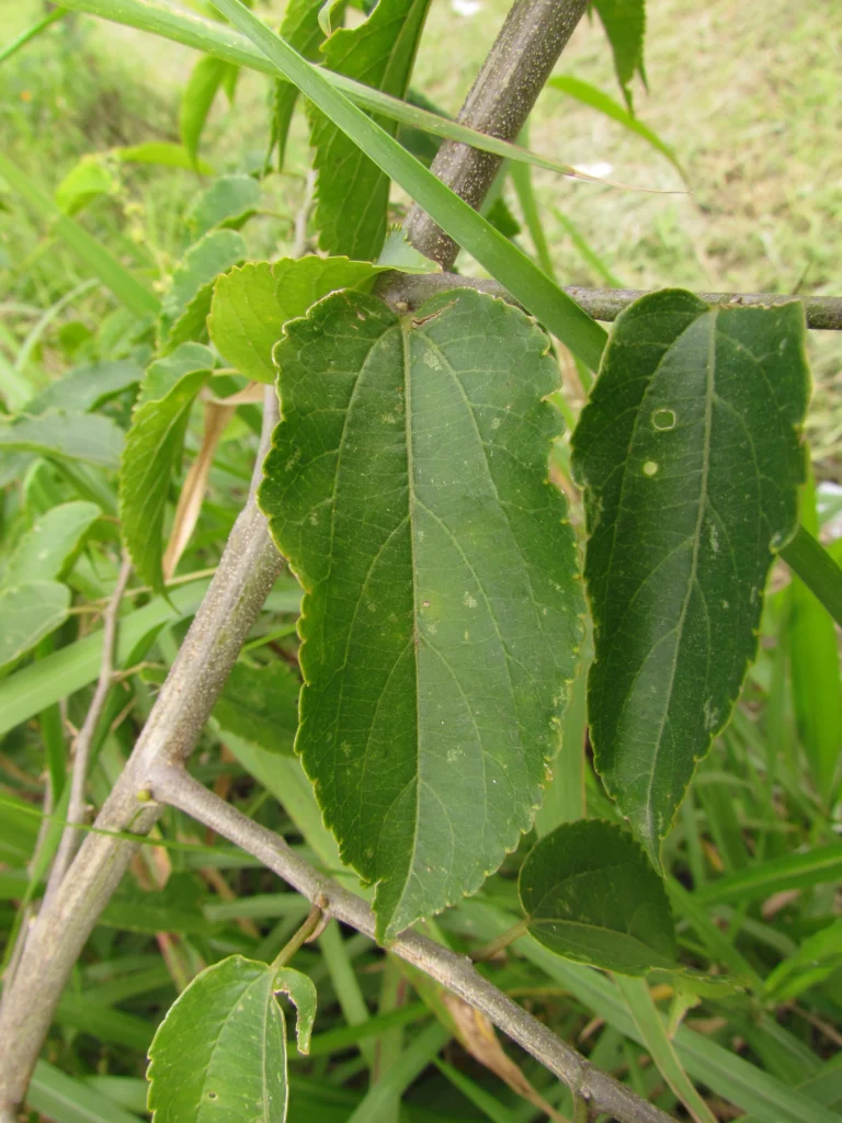 Celtis spinosissima (23)