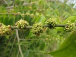 Celtis spinosissima (19)