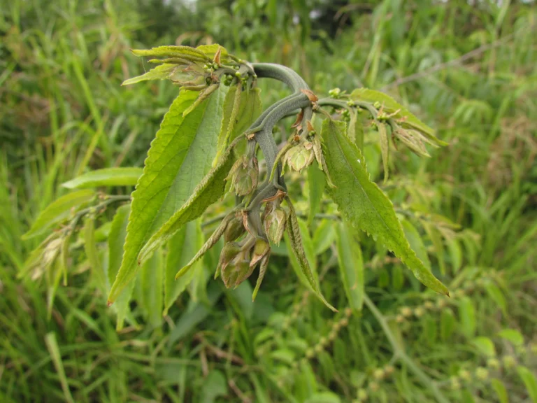 Celtis spinosissima (16)