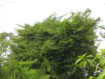 Celtis spinosissima (13)