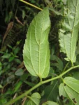 Celtis spinosissima (11)