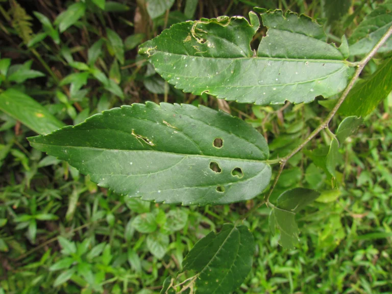 Celtis spinosissima (9)