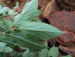 Celtis spinosa (13)