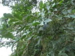 Celtis spinosa (11)