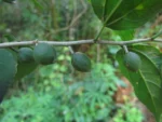 Celtis spinosa (10)