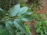Celtis spinosa (6)
