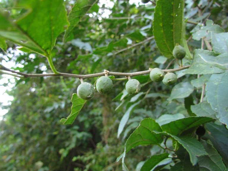 Celtis spinosa (3)