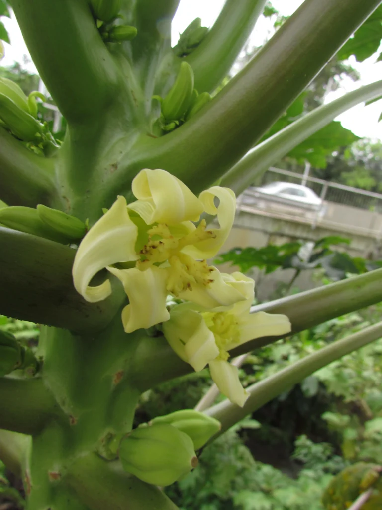 Carica papaya (14)
