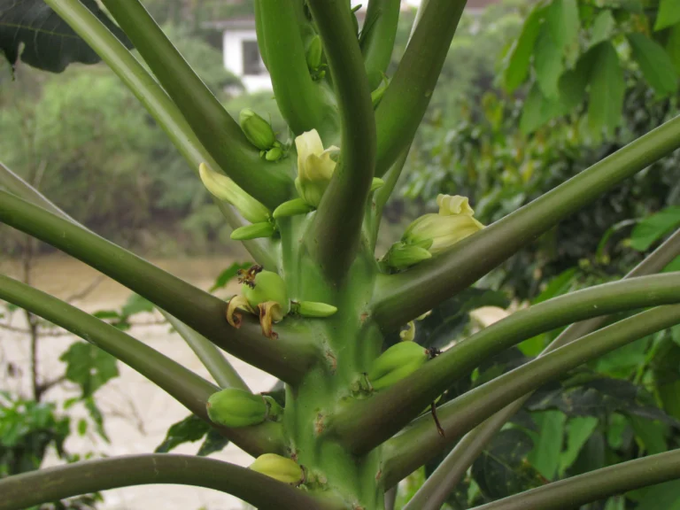 Carica papaya (12)