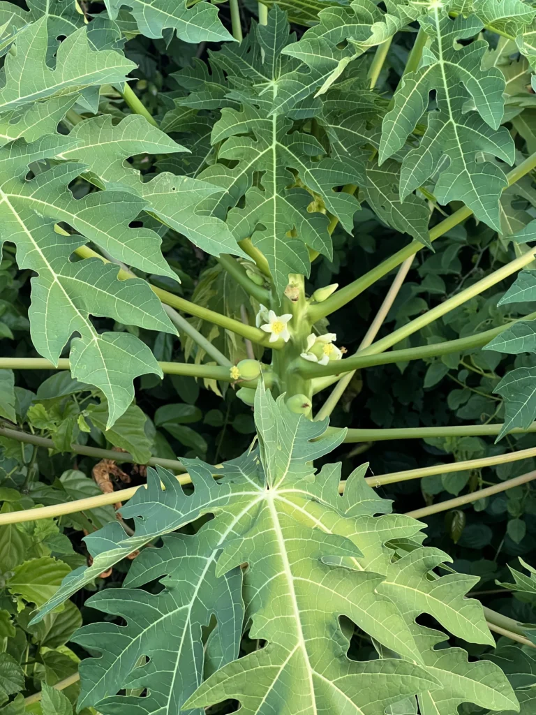 Carica papaya (10)