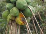Carica papaya (8)