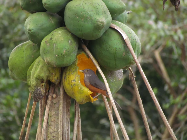 Carica papaya (8)