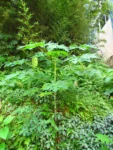 Carica papaya (7)