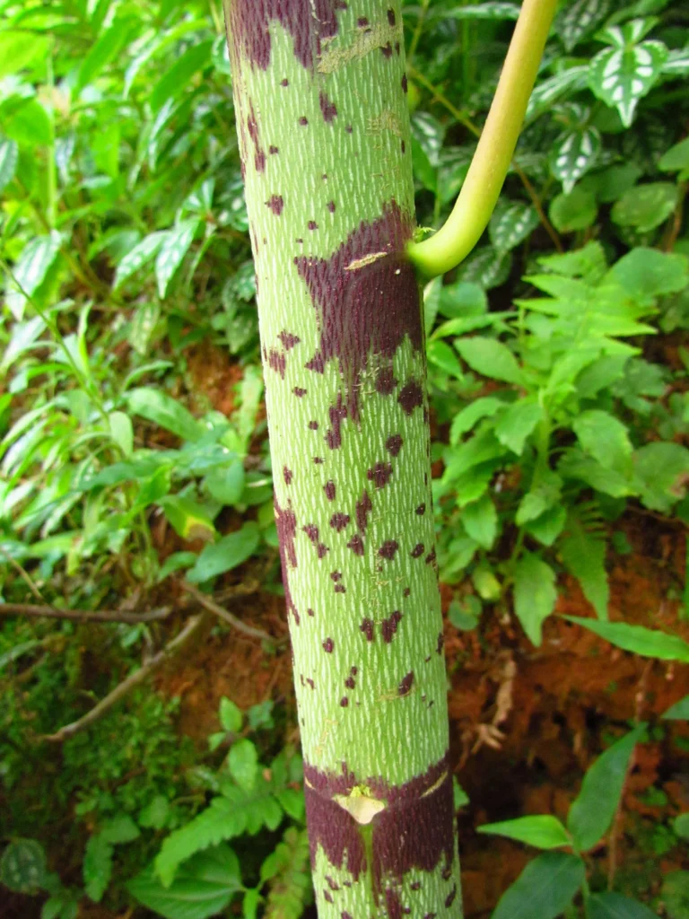 Carica papaya (6)
