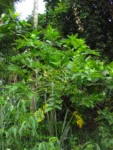 Carica papaya (4)