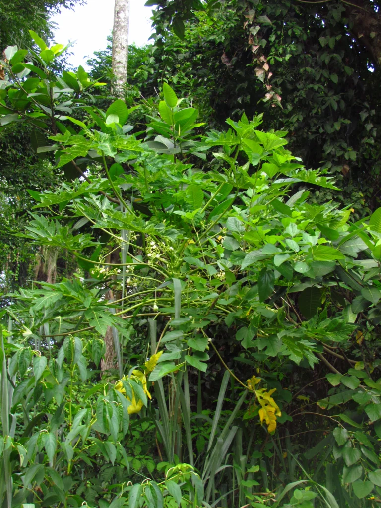 Carica papaya (4)