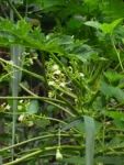 Carica papaya (2)