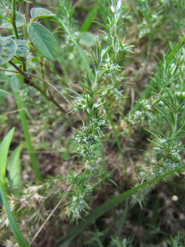 Cardionema ramosissima (11)