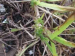 Cardionema ramosissima (9)