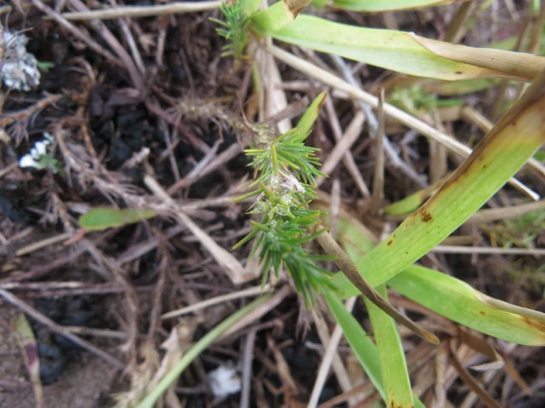 Cardionema ramosissima (9)