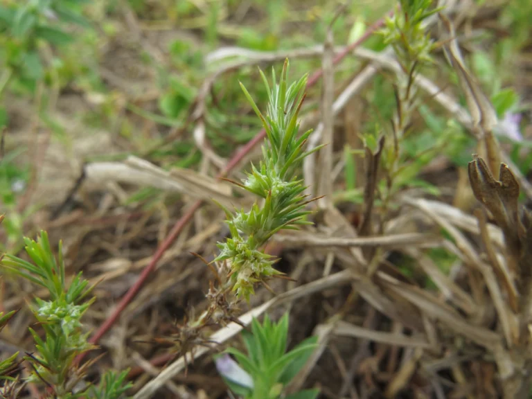 Cardionema ramosissima (6)