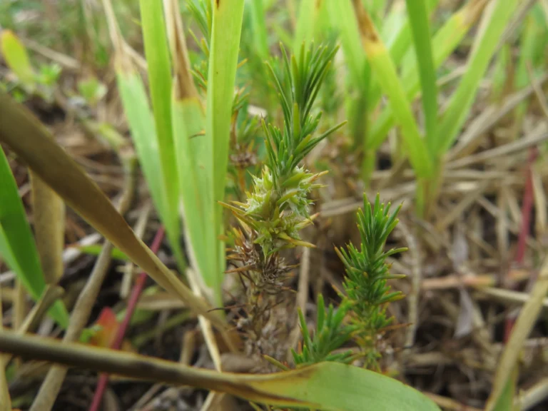 Cardionema ramosissima (3)
