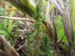 Cardionema ramosissima (2)