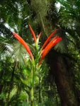 Canna paniculata (25)