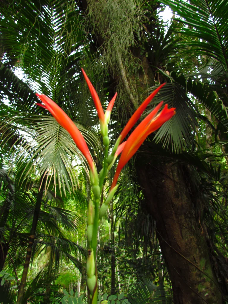 Canna paniculata (25)