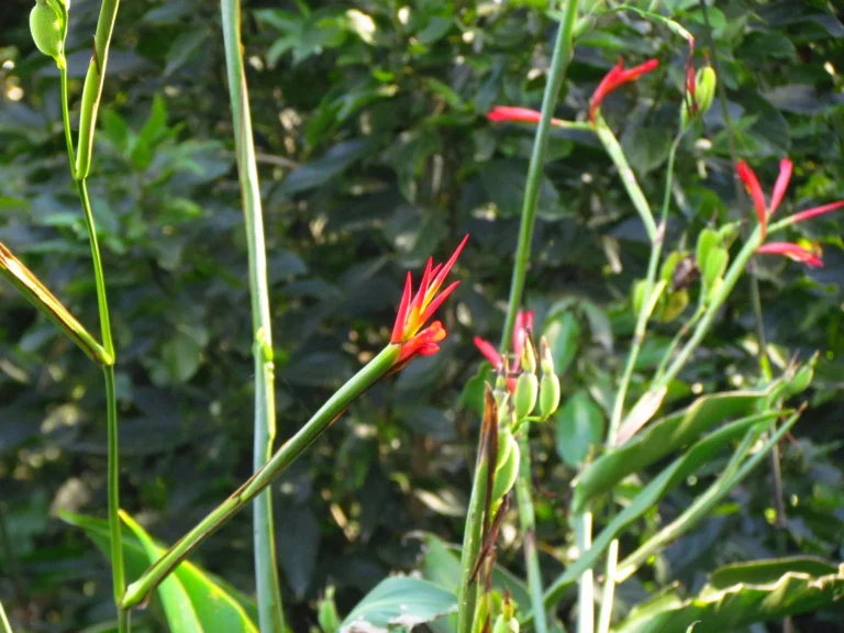 Canna paniculata (24)