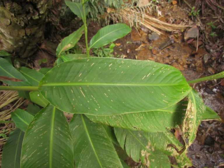 Canna paniculata (9)