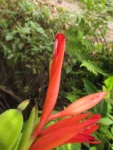 Canna paniculata (8)