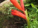 Canna paniculata (7)
