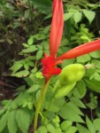 Canna paniculata (3)