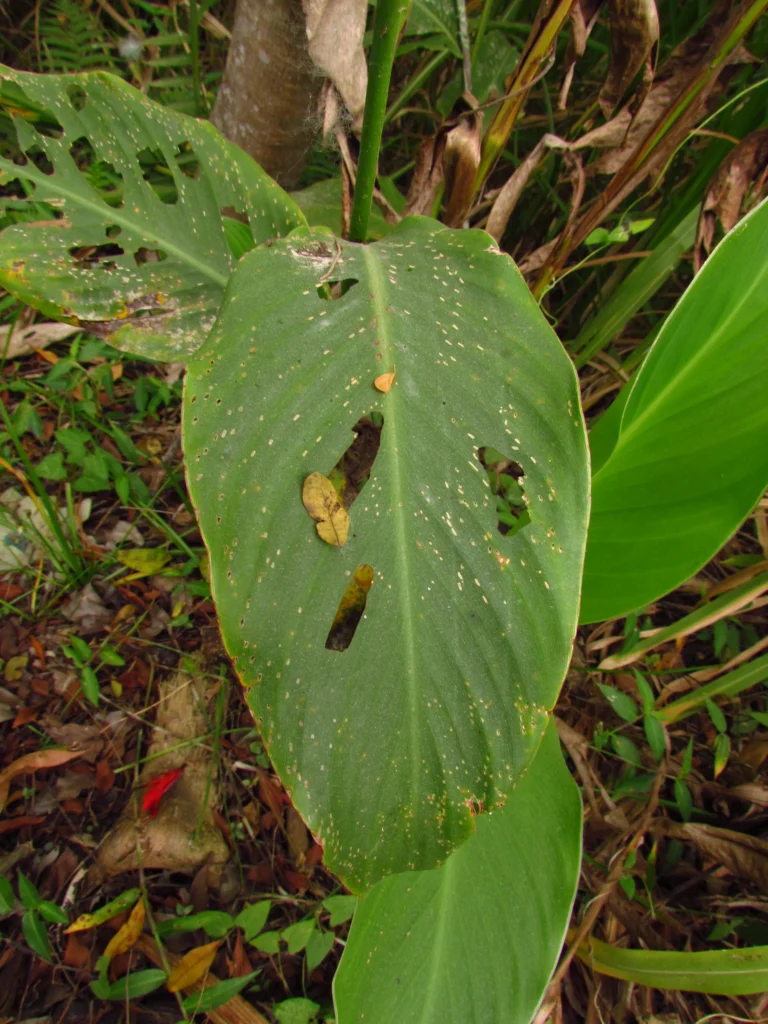 Canna indica (86)