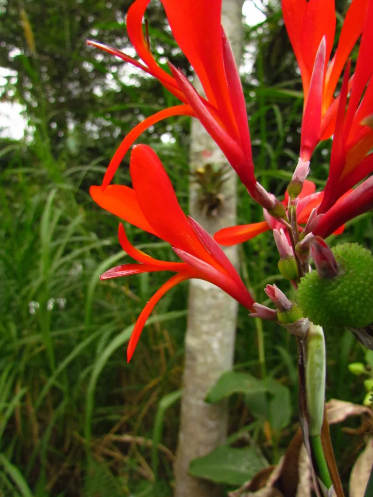 Canna indica (84)