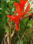 Canna indica (83)